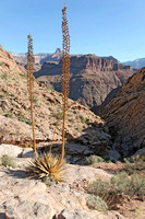 2008 Grand Canyon Rim to Rim